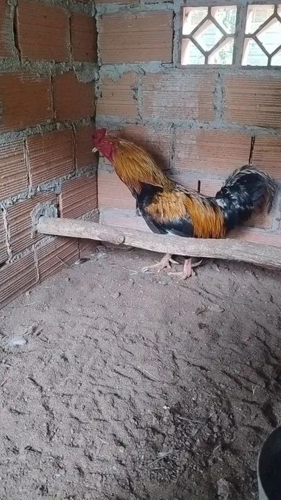 Galo mestiço 