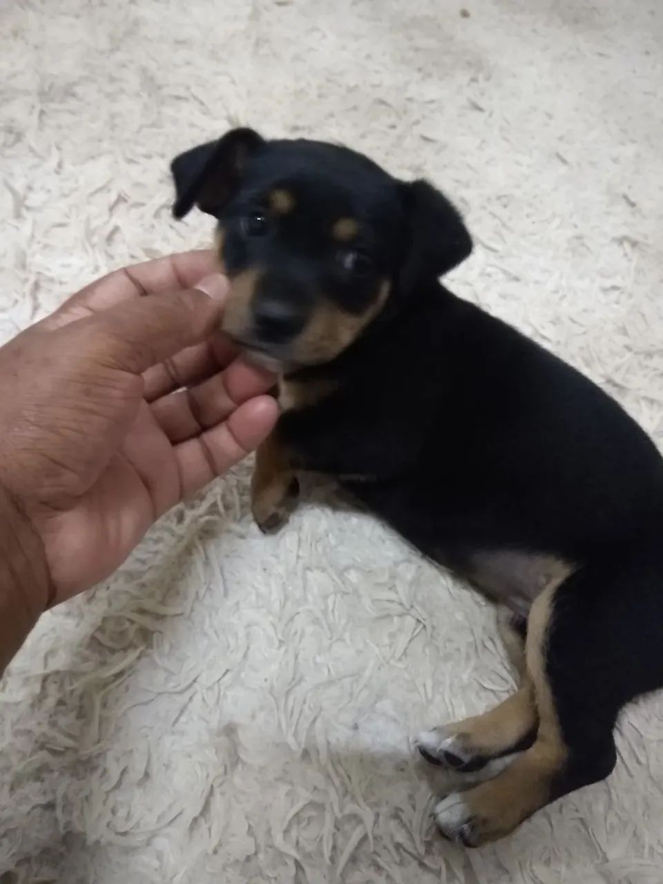Filhote de cachorro -  Raça Pequena - Foto 5
