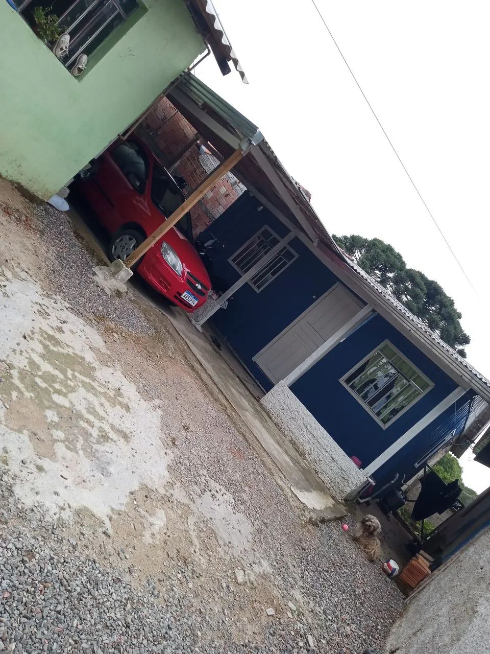 Foto - Araucária - Tietê