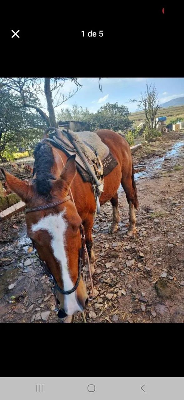 Cavalo para agropecuária