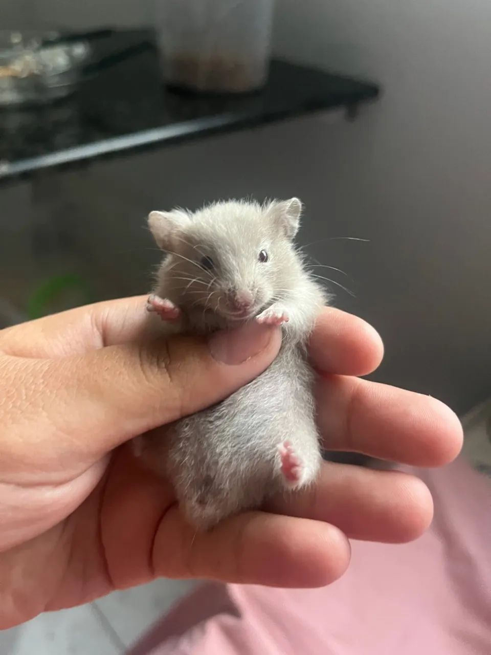 Venda-se Filhotes de Hamster Sírio - Foto 2