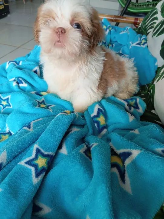 Filhote Shih Tzu - Foto 6