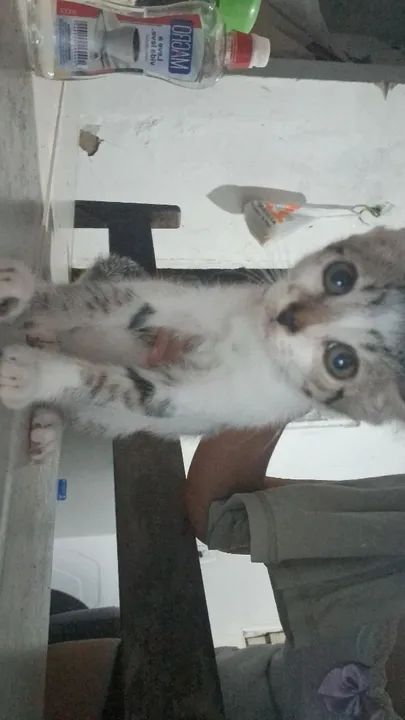 Gatinha lindo para adoção!
