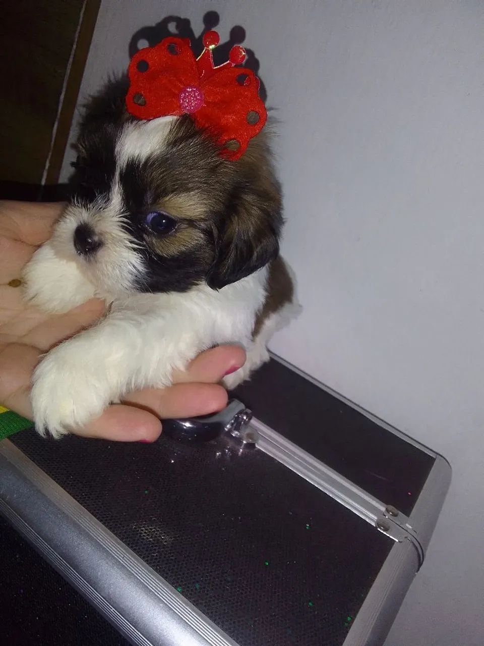 Shih Tzu Fêmea tricolor 40 dias - Foto 3