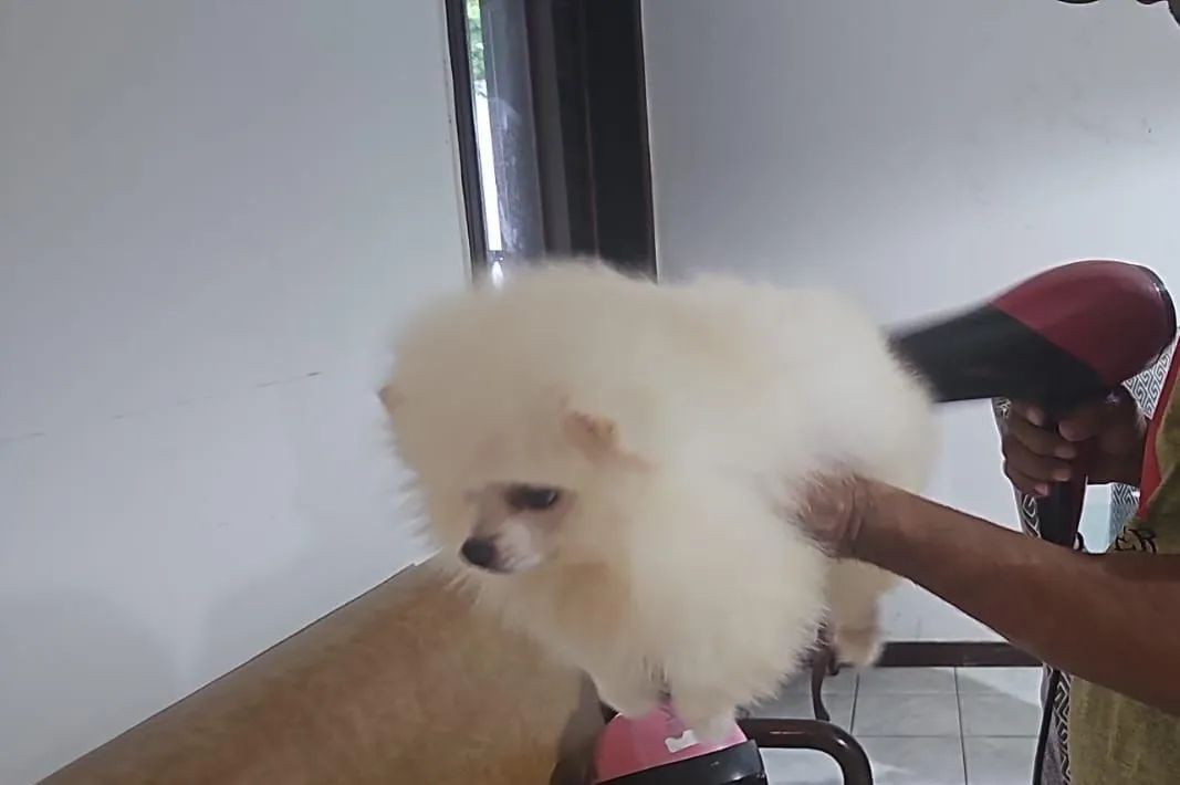 PROMOÇÃO - LULU DA POMERÂNIA BRANCO URSINHO  - Foto 2