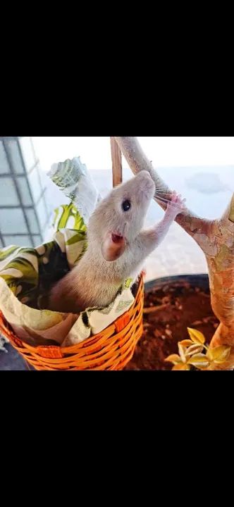 Twister filhote (rato) - 1 fêmea e 1 macho - Foto 2