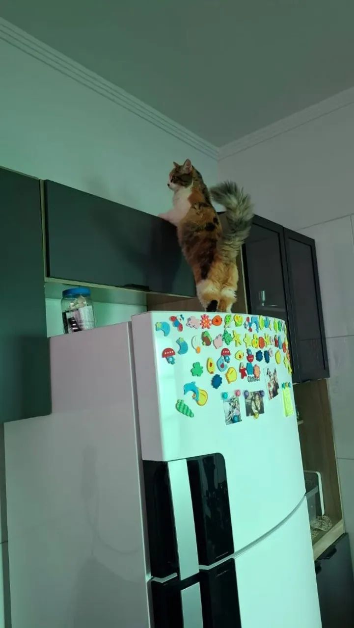 Doação de linda gata tricolor  - Foto 4