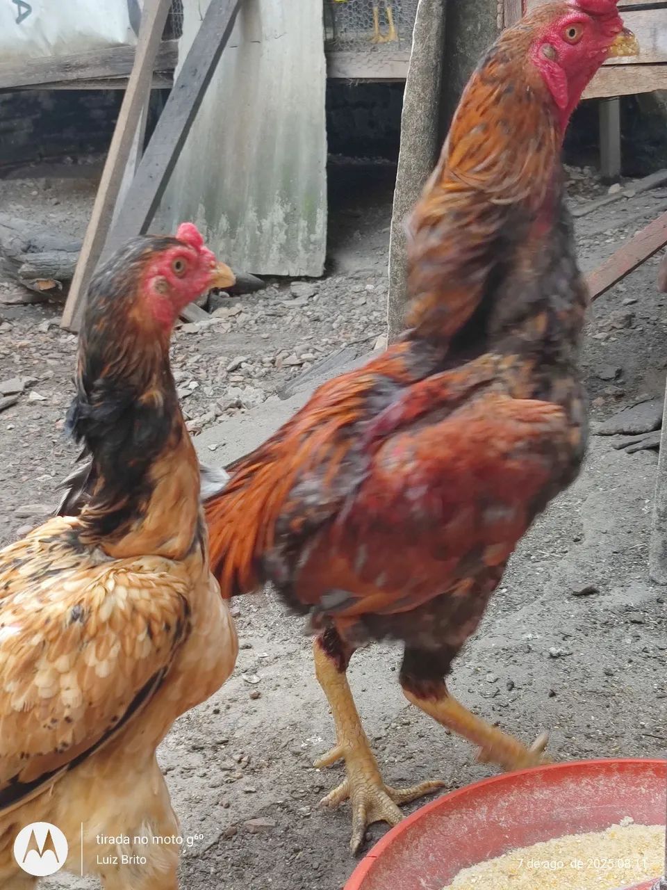 Galos e frangos raça  - Foto 6