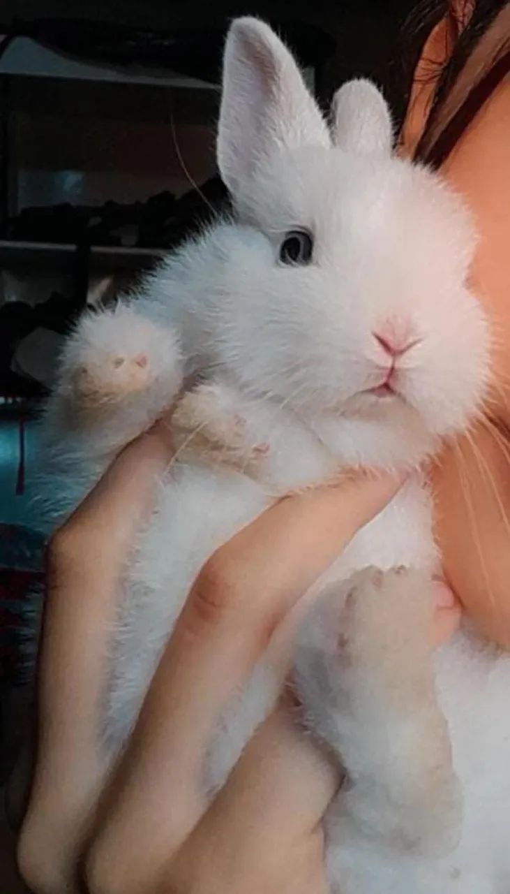 Coelho Holandês 64293084546819120