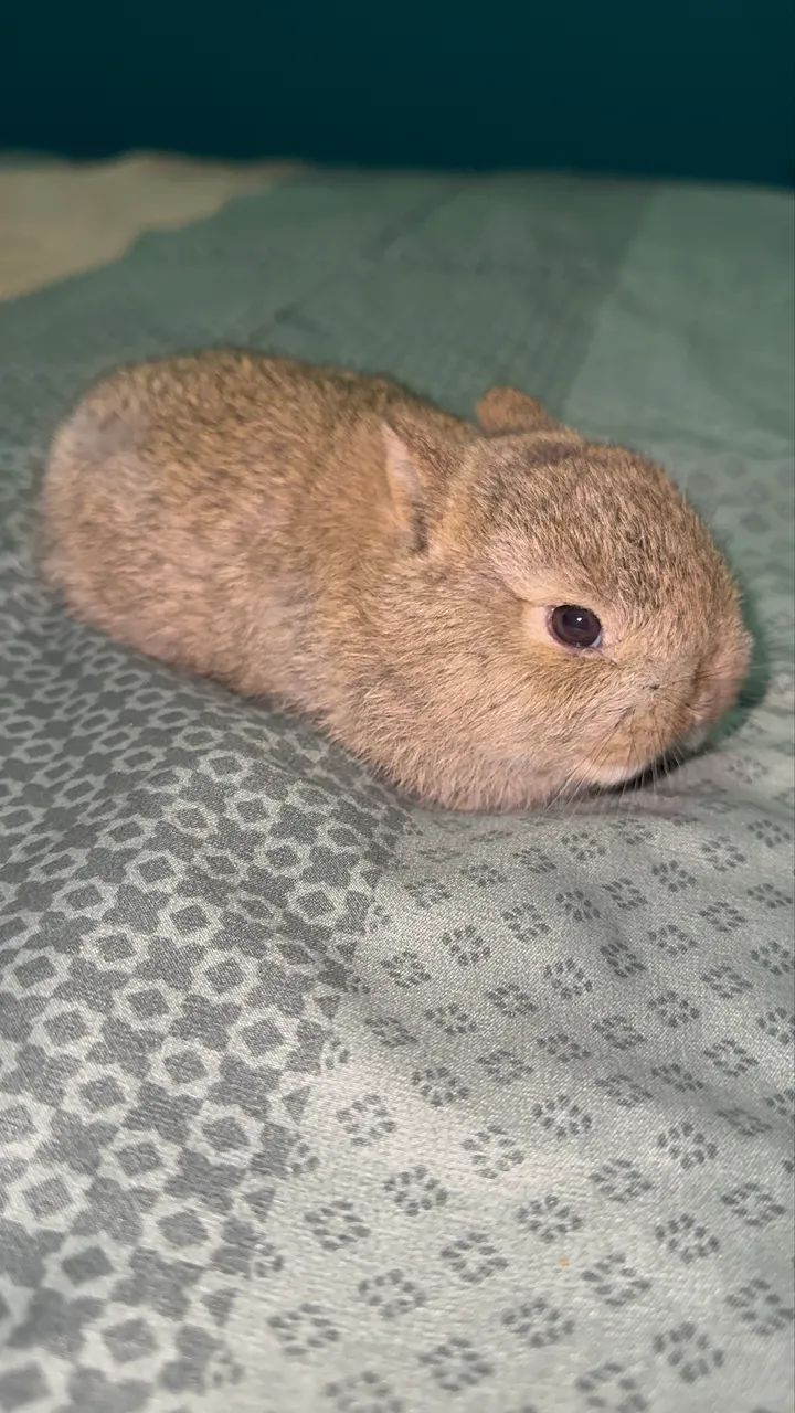 Netherland dwarf  - Foto 2