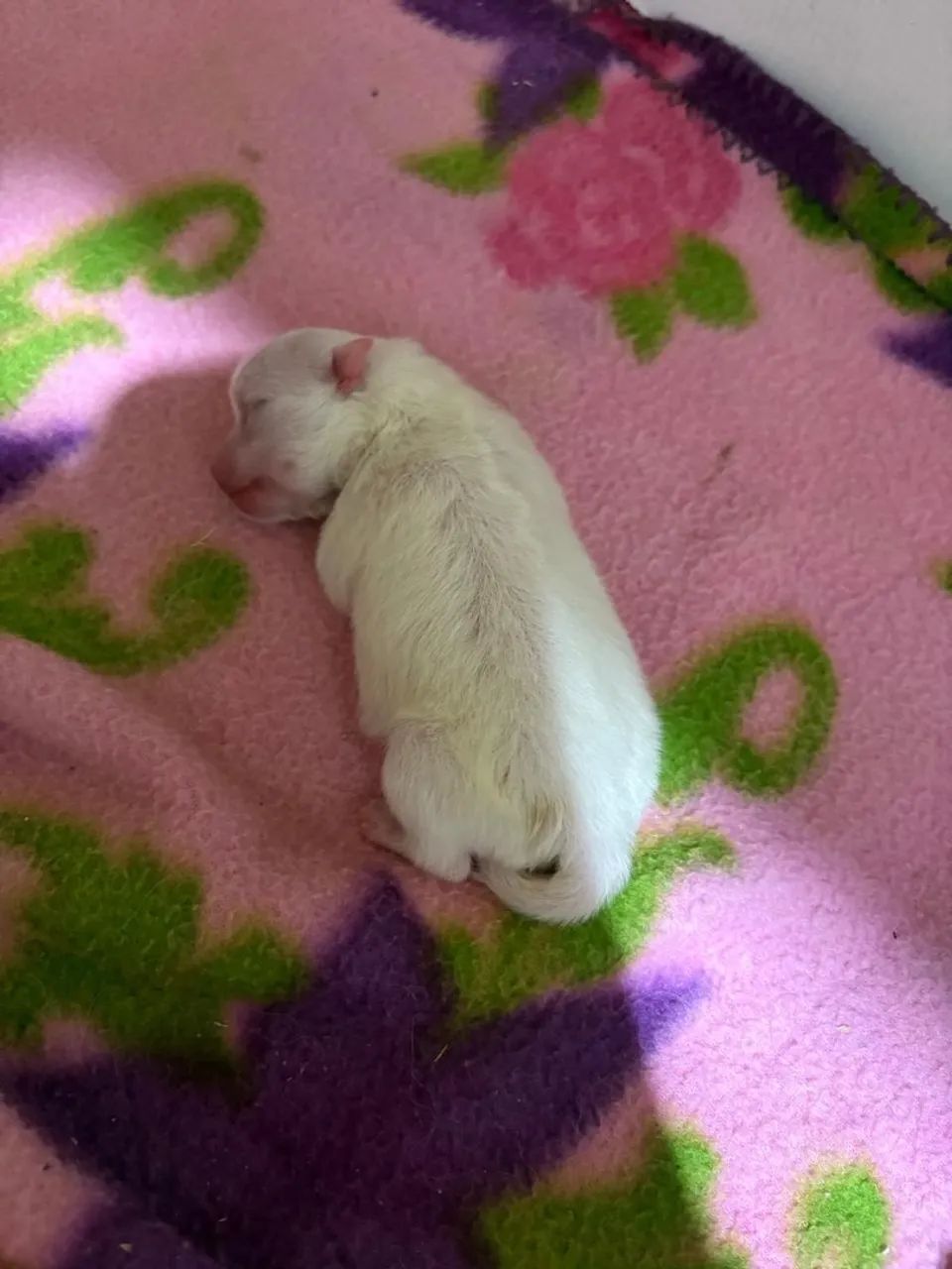 Filhote de Spitz alemão branco
