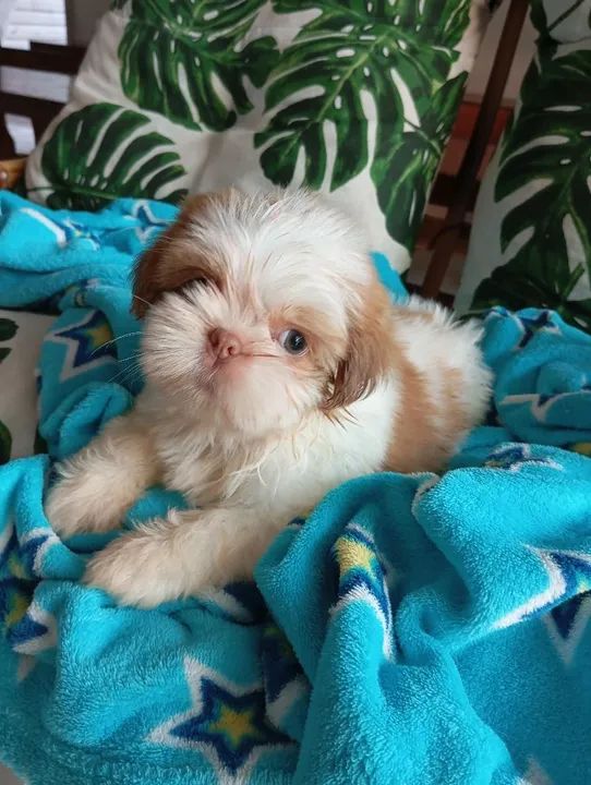 Filhote Shih Tzu - Foto 5