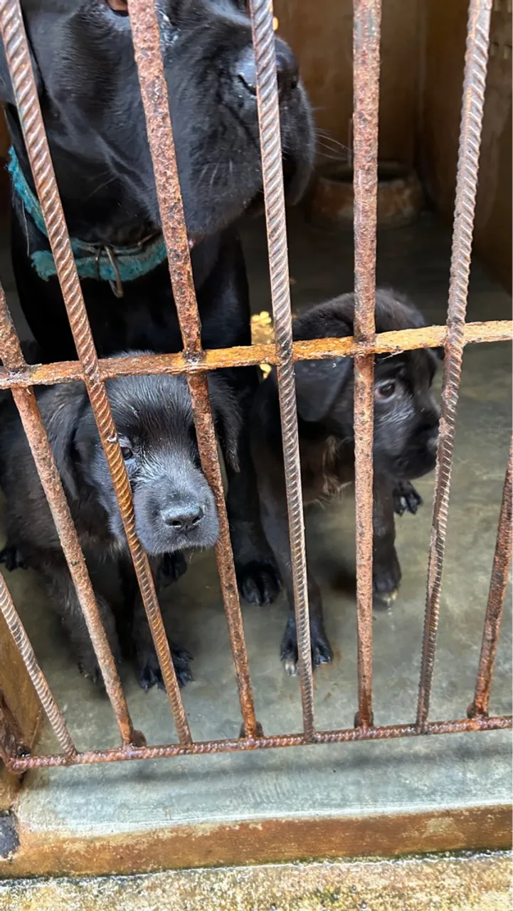 Filhotes de Cane Corso