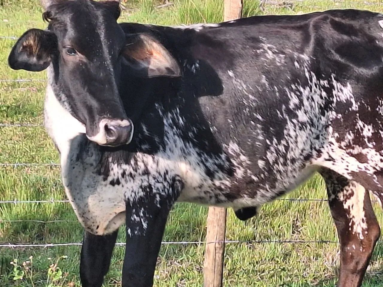 Vende-se um lote de gado urgente