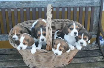 Beagle os mais saudaveis e legetimos pacotinhos de amor 