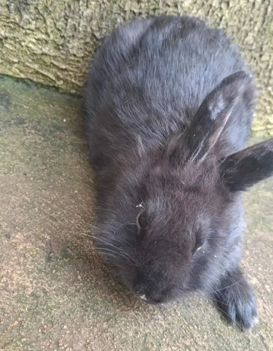 Coelho caseiro - Foto 4