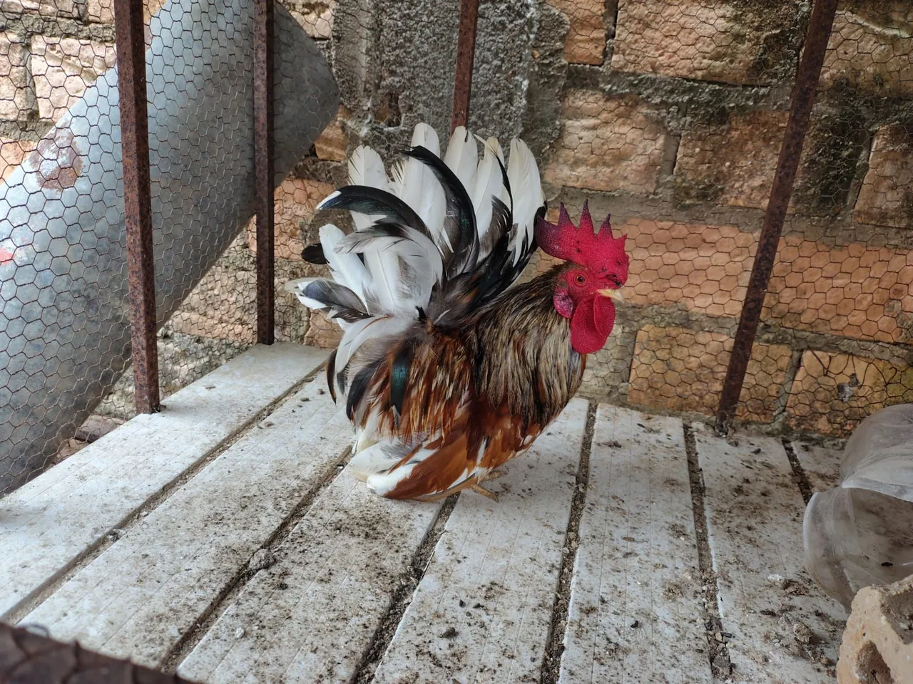 Vende-se Galo Nagasaki valor RS 100,00 entre em contato *50