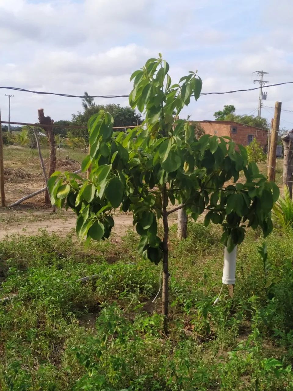 Terreno em Arembepe - linha verde - Foto 7