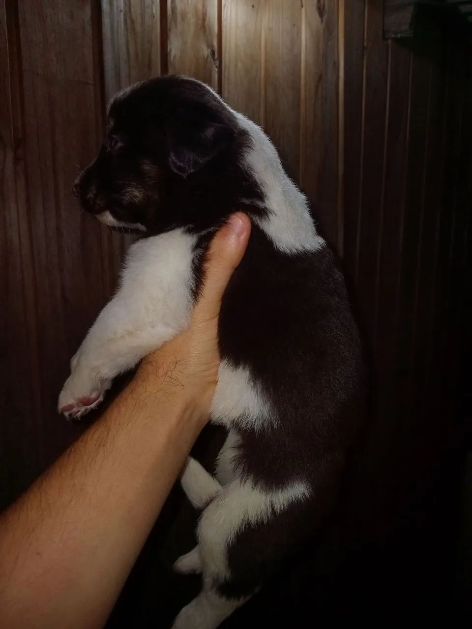 Machinho de boder collie puro disponível  - Foto 3