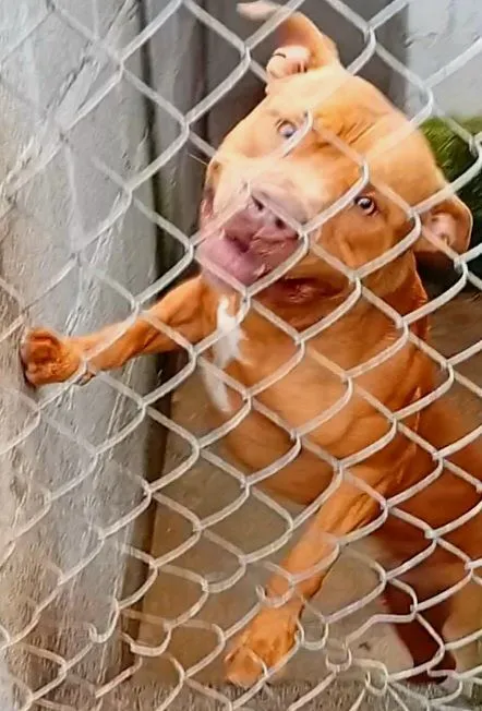 Pitbull 11 meses