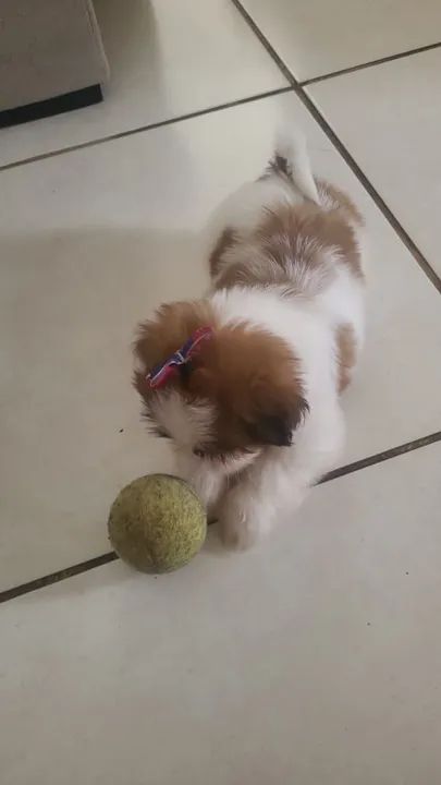 Filhote Shih Tzu linda e carinhosa - Foto 4