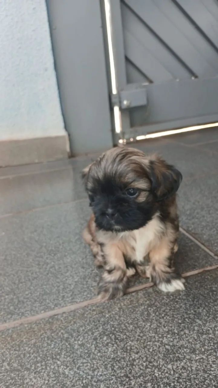 Filhote Shih Tzu para venda (machinhos) - Cachorros - Parque São ...