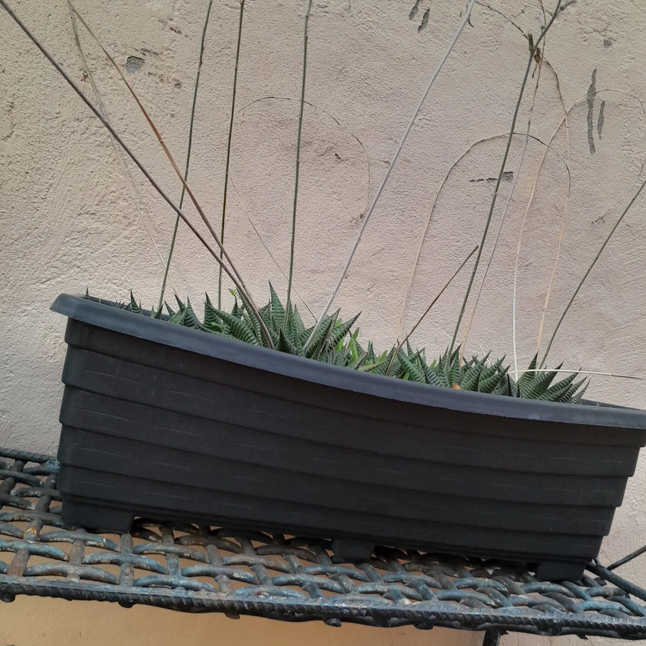 Planta suculenta em vaso preto