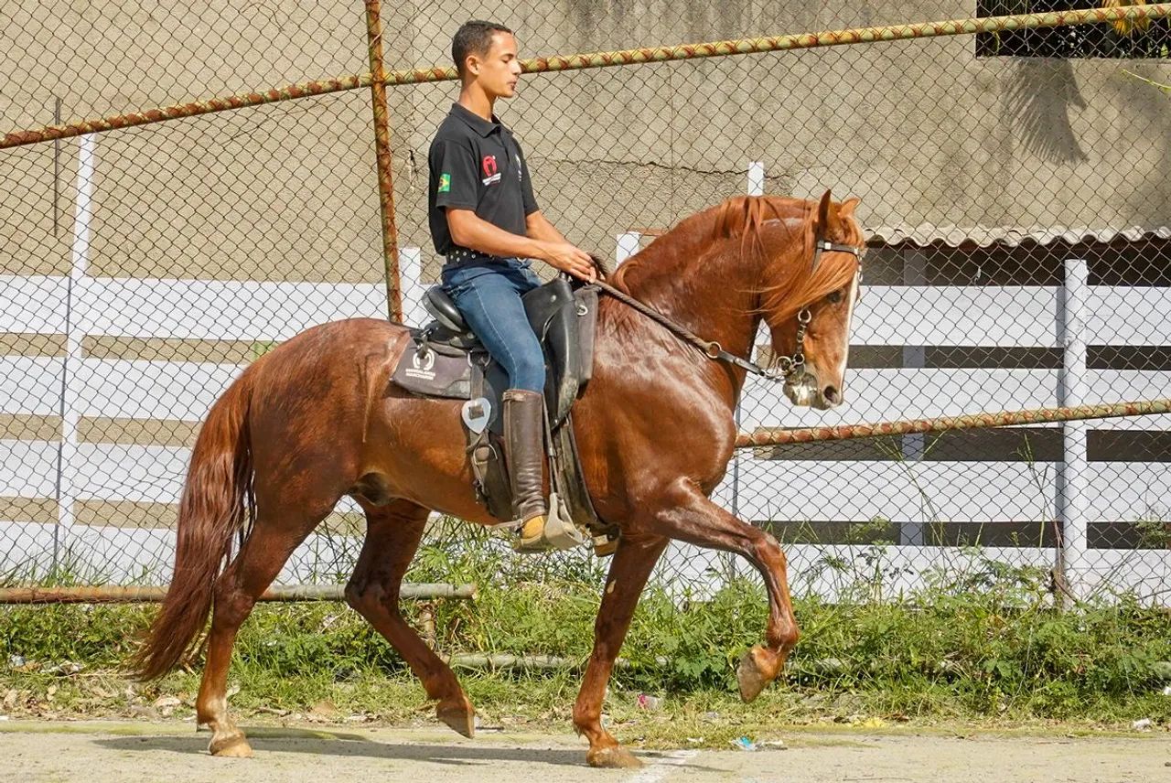 Cavalo - Foto 4