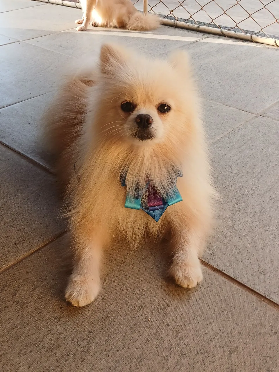 Lindo lulu da pomerania 