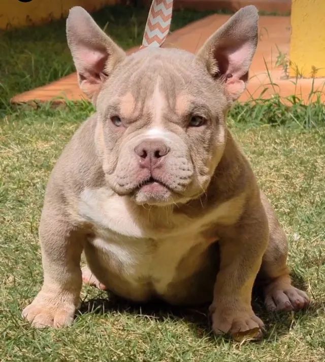 Filhotes Disponível American Bully/ Exotic Bully  - Foto 4