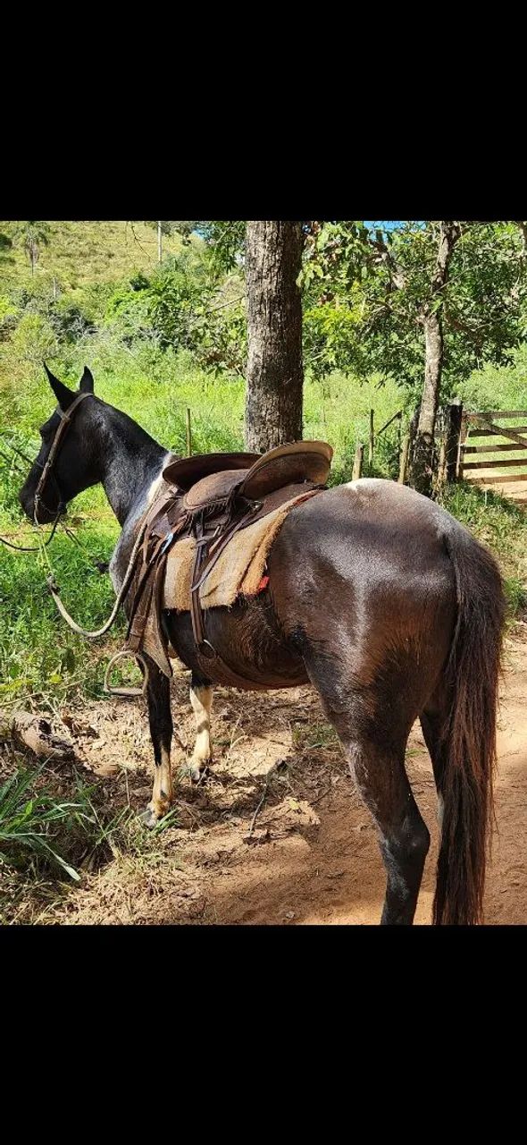 Égua Mangalarga marchador Registrada