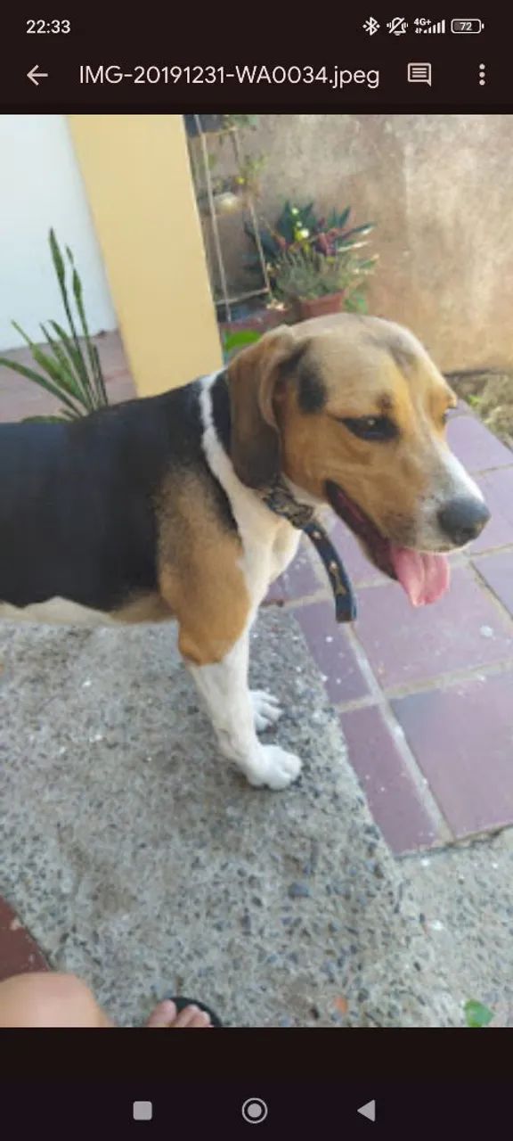 Cachorro Beagle