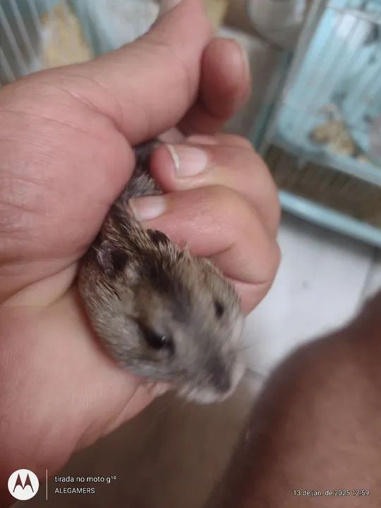 Hamister anão russo  - Foto 2
