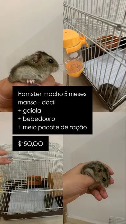 Hamster macho 5 meses - dócil e saudável