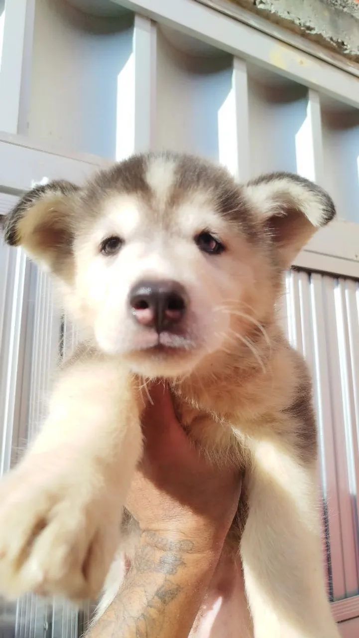 Filhote Husky Siberiano pelagem padrão, com um valor promocional