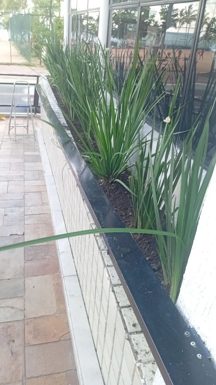 Jardineiro disponível  - Foto 3