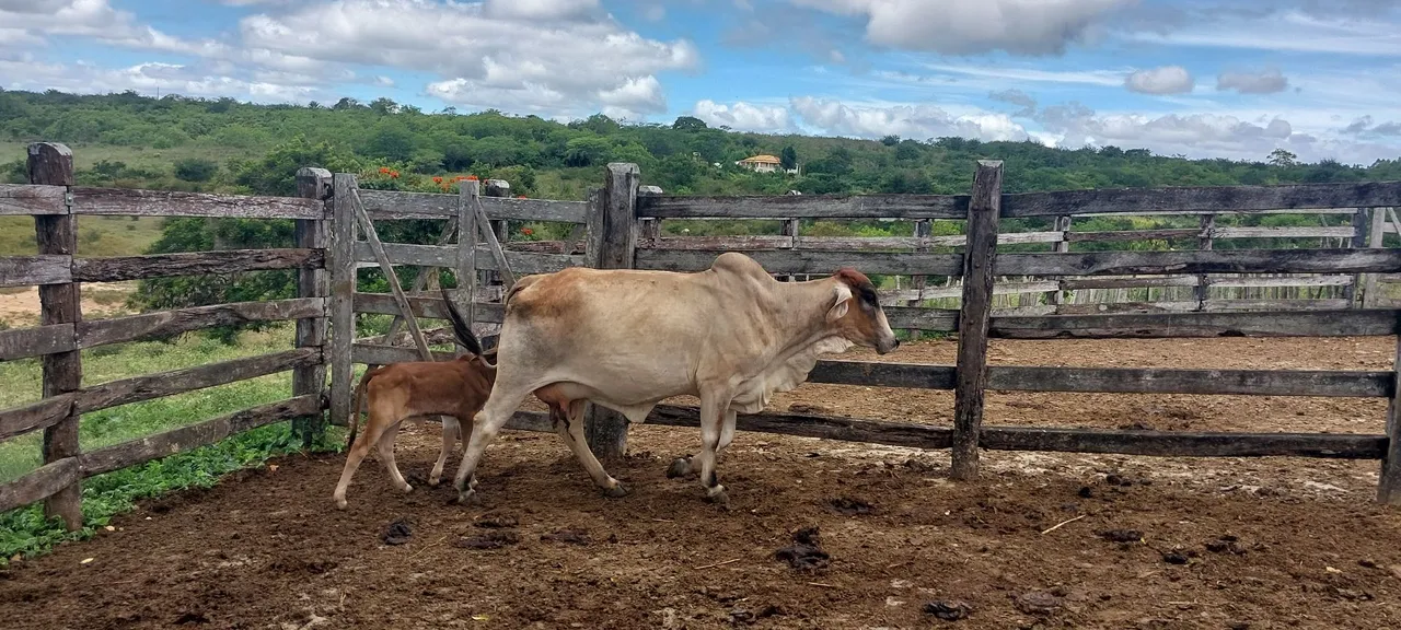 Vendo vaca parida