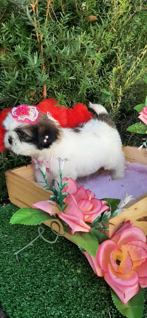 Ainda da tempo Presenteie seu AMOR ENTREGA GRATUITA 