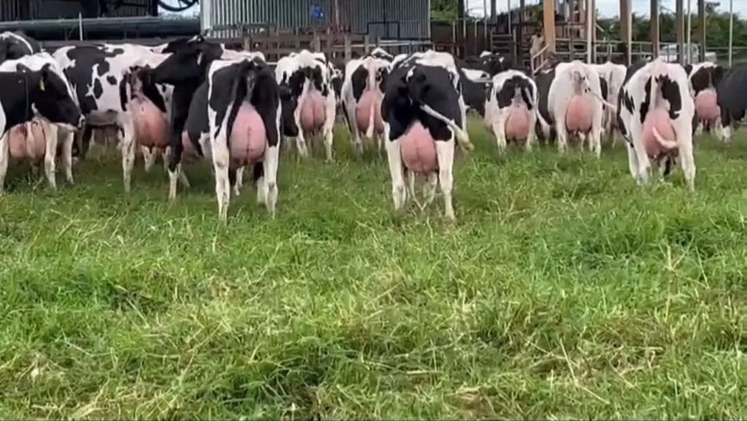 Vacas Girolando 3/4 e 7/8  Leiteiras - Produção de Leite - Foto 3