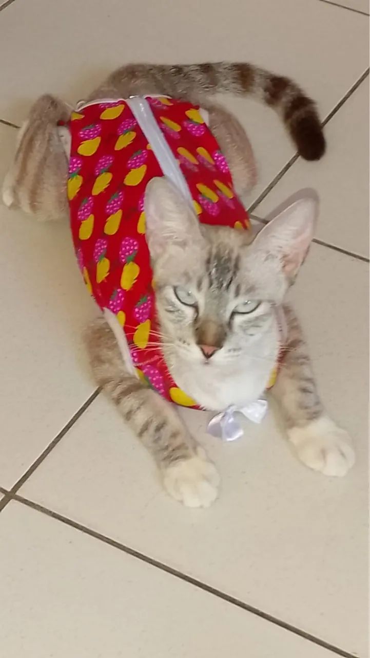 Gatinha para adoção responsável 