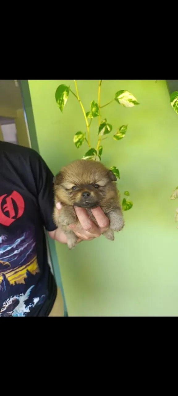 Vendo spitz alemão  - Foto 2