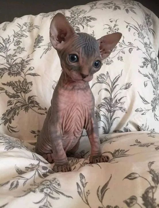 Sphynx Filhote na Cor cinza, branco