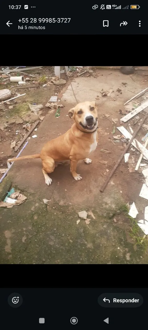 Cachorro para adoção
