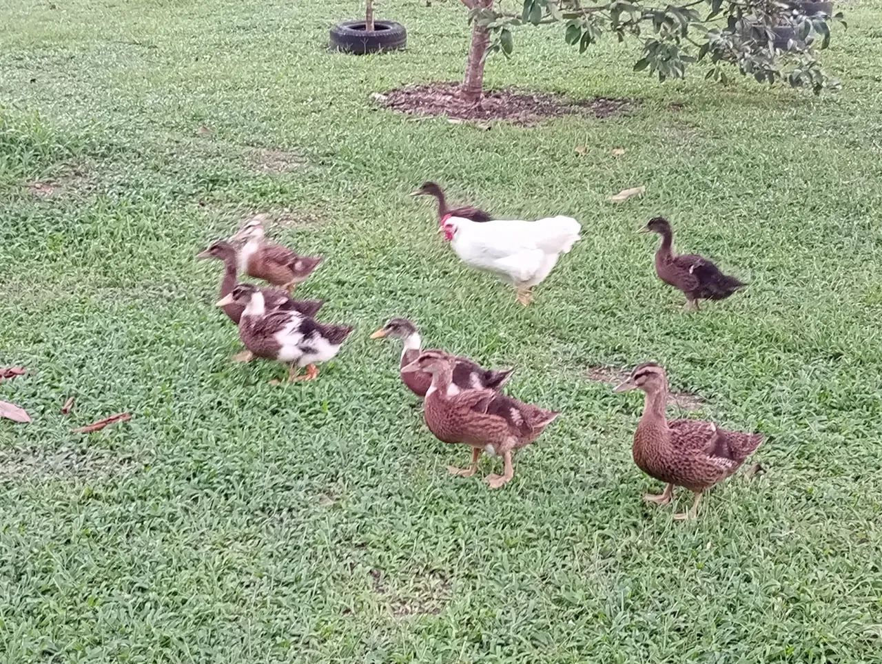 Filhotes de marrecos 