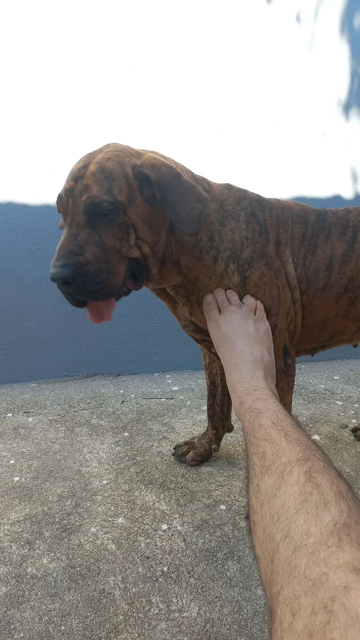 Fila Brasileiro - Cão de Guarda e Companhia