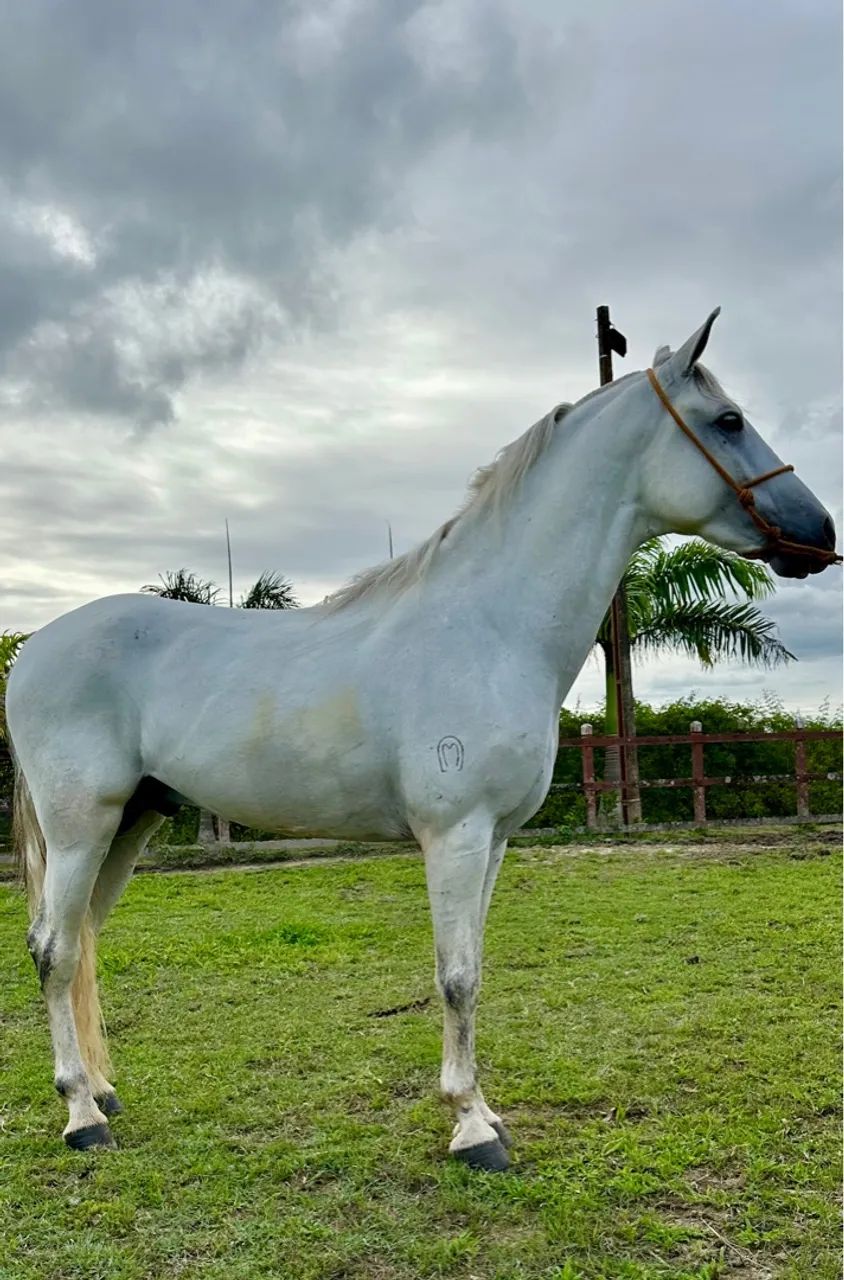 Cavalo Mangalarga Marcha Picada  - Foto 4