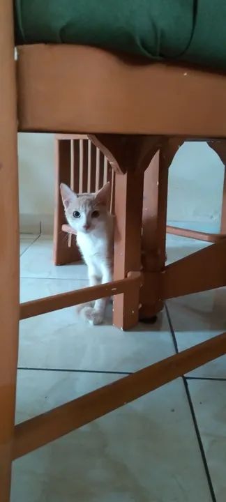 Doa se gatinho - Foto 3