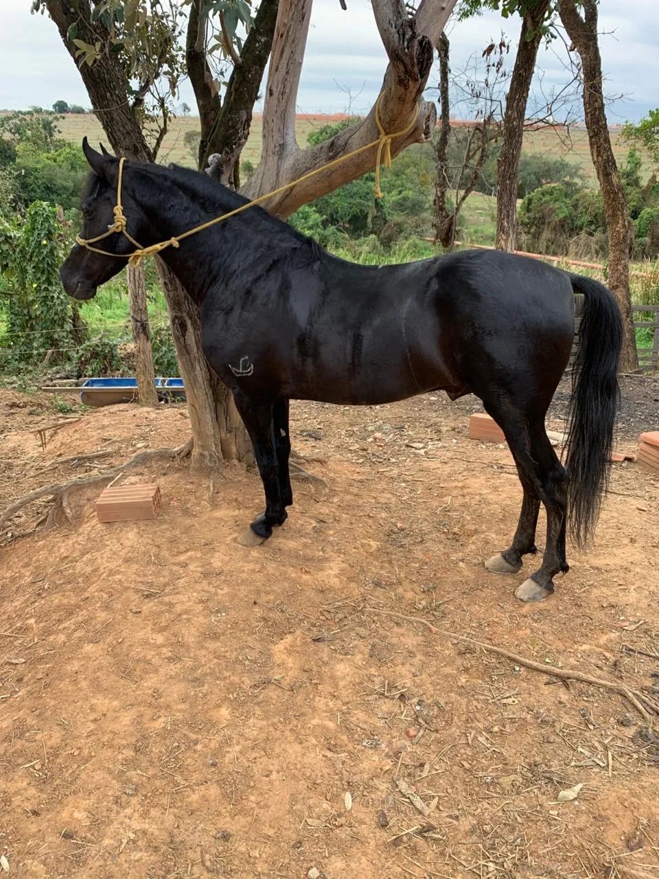 Garanhão, registrado e chipado - Foto 3