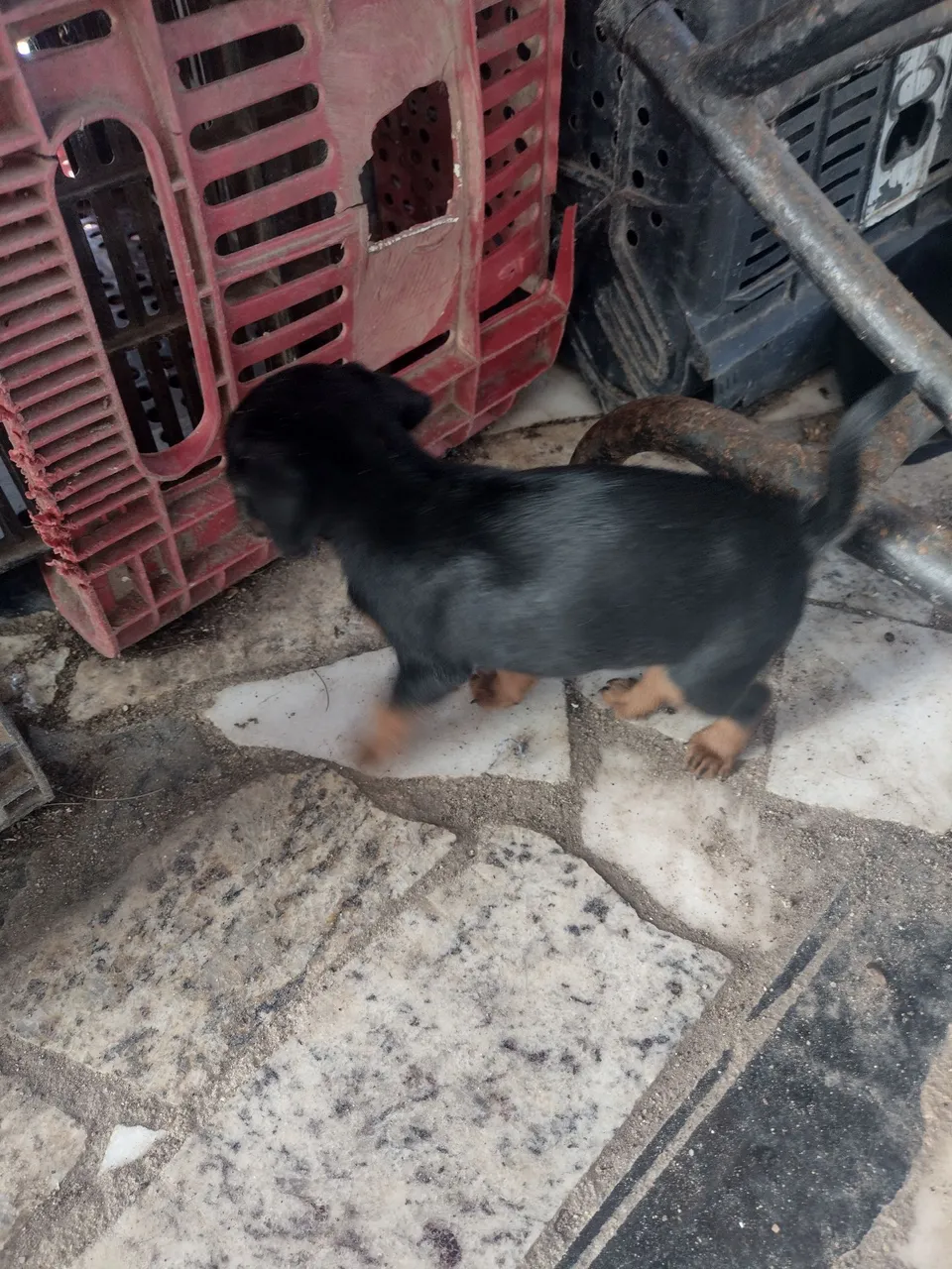 Vendo filhote de pinscher número 1