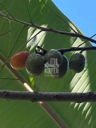 Chácara à venda, 31972 m² por R$ 980.000,00 - Piratininga - Niterói/RJ - Foto 6